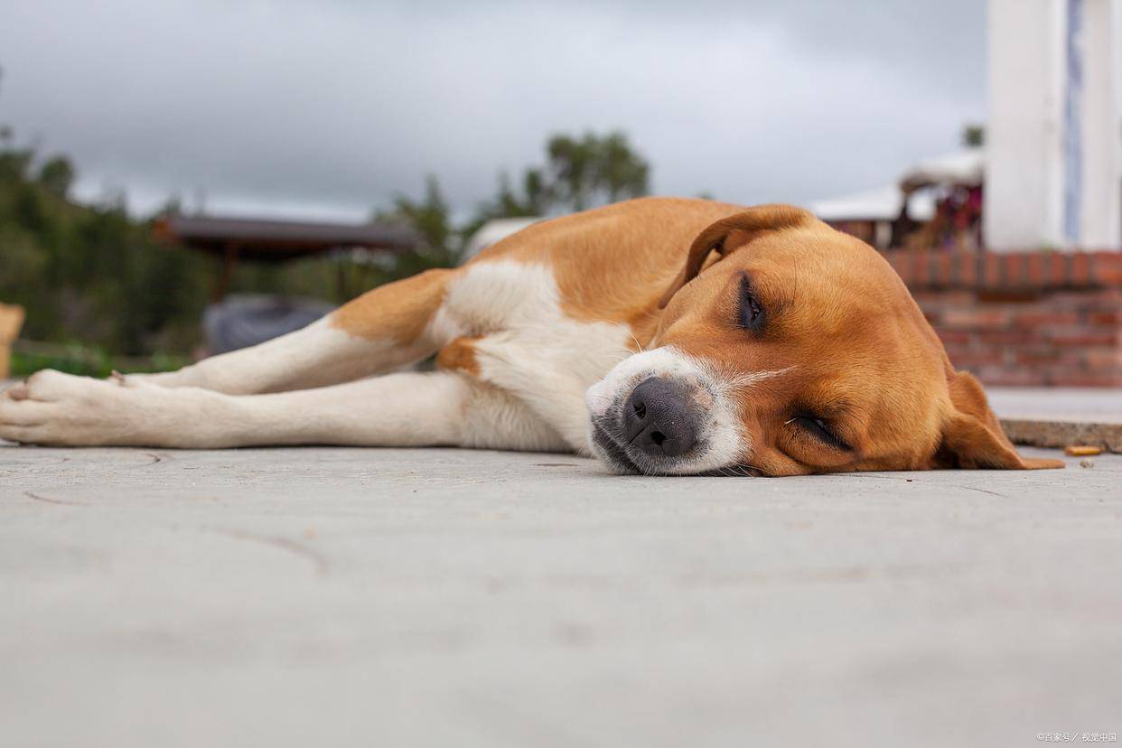 大冬天狗狗还趴在地上睡?别骂它 "不听话"!