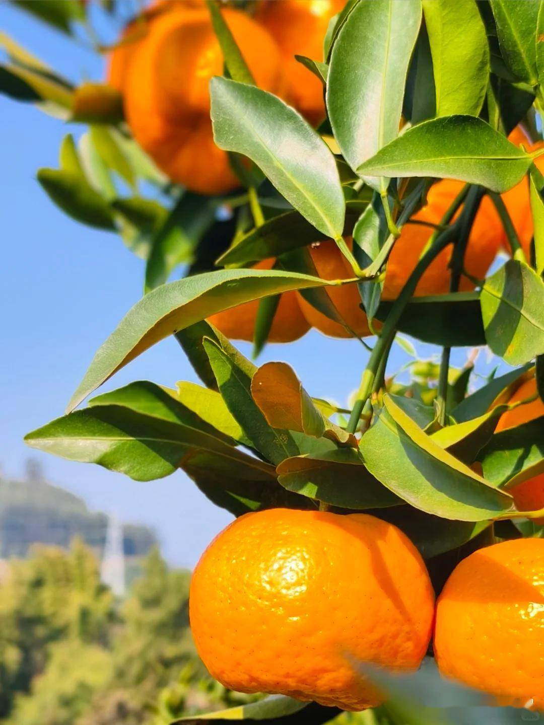 广东同事教我个秘方用新鲜橙皮煮水加蜂蜜当秋冬特饮