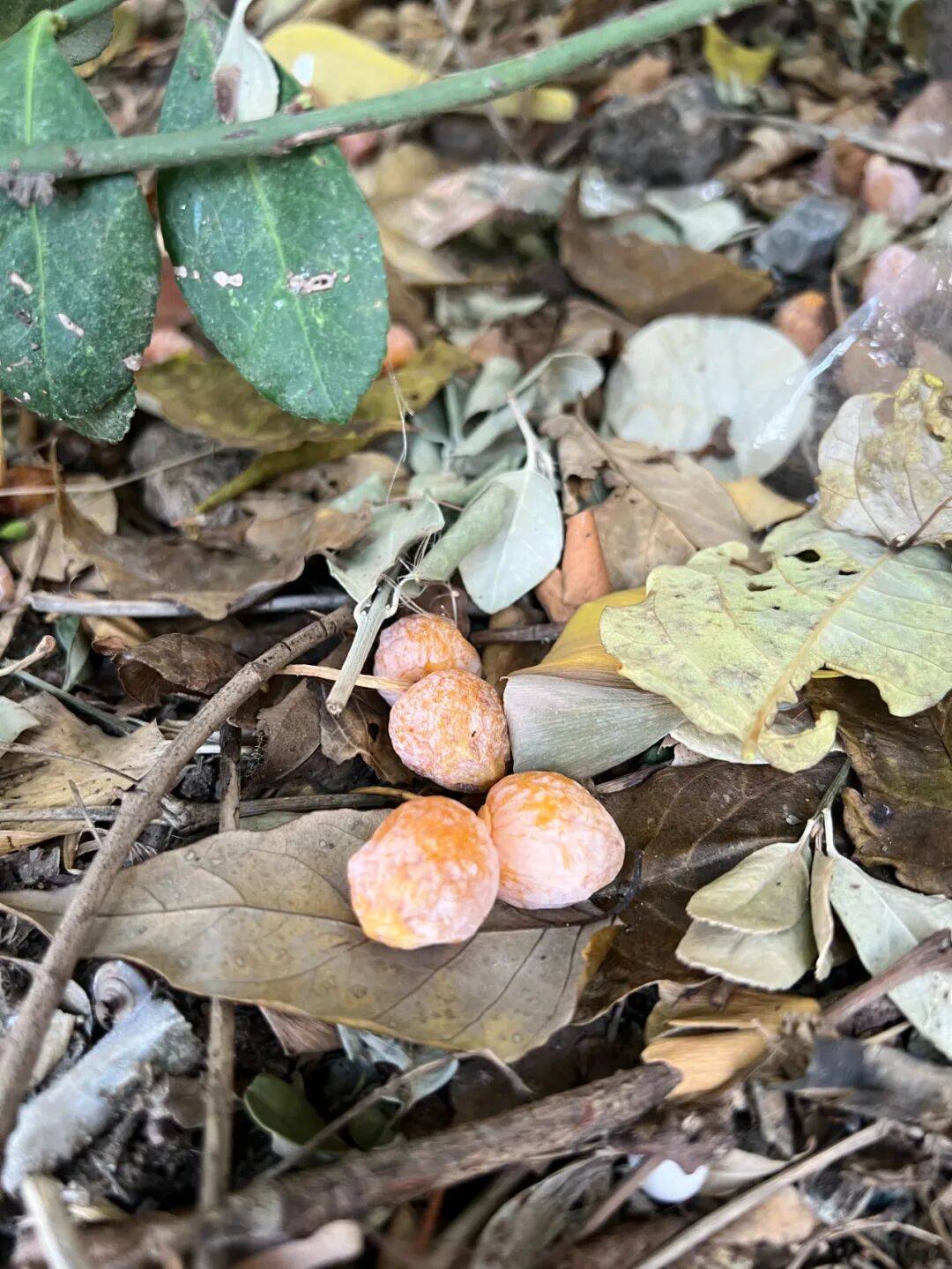 路边这种小果子有毒别捡别吃