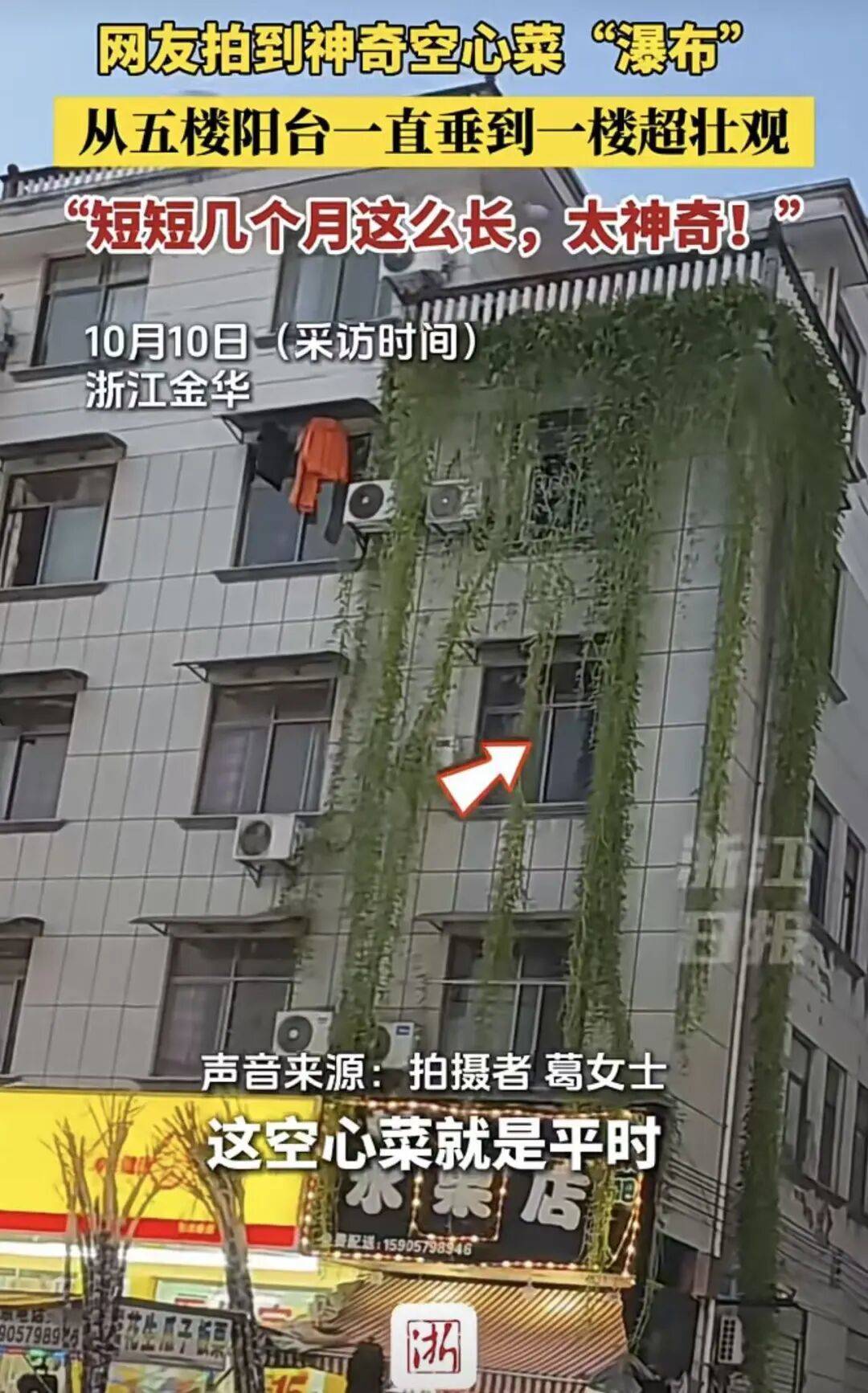 浙江一居民楼出现空心菜“瀑布”，从五楼阳台一直垂落到一楼，网友：吃不完，根本吃不完