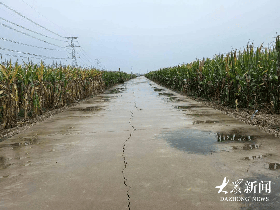 雨幕下的山东秋粮“保卫战”