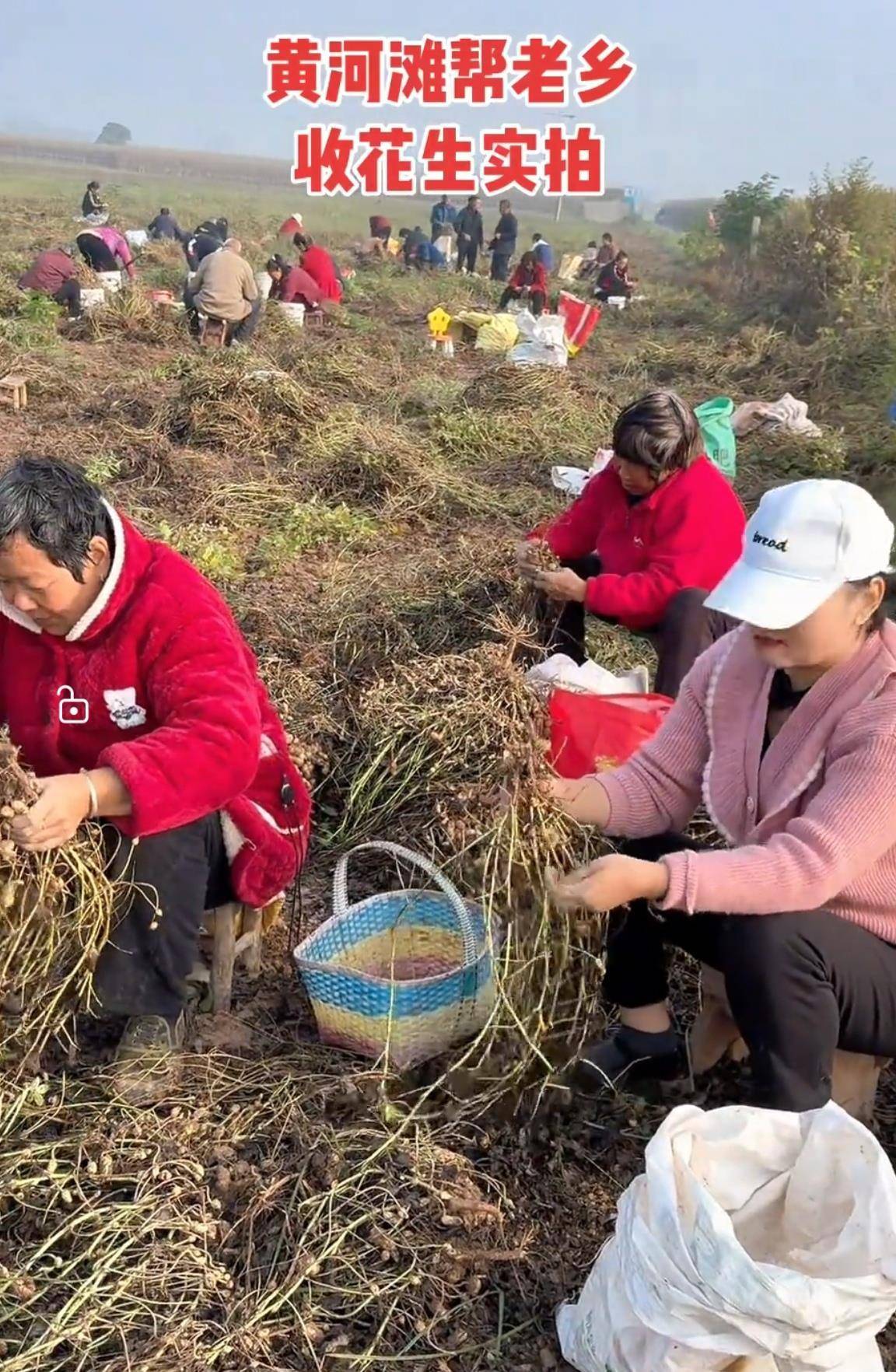 河南巩义黄河滩上可以免费捡花生？当地居民：最近雨天较多帮主家抢收花生，又拔又摘可五五分成