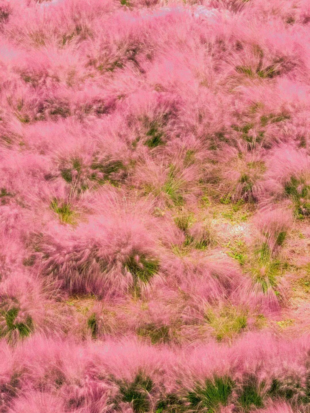 直击烟台各地粉黛花海实况