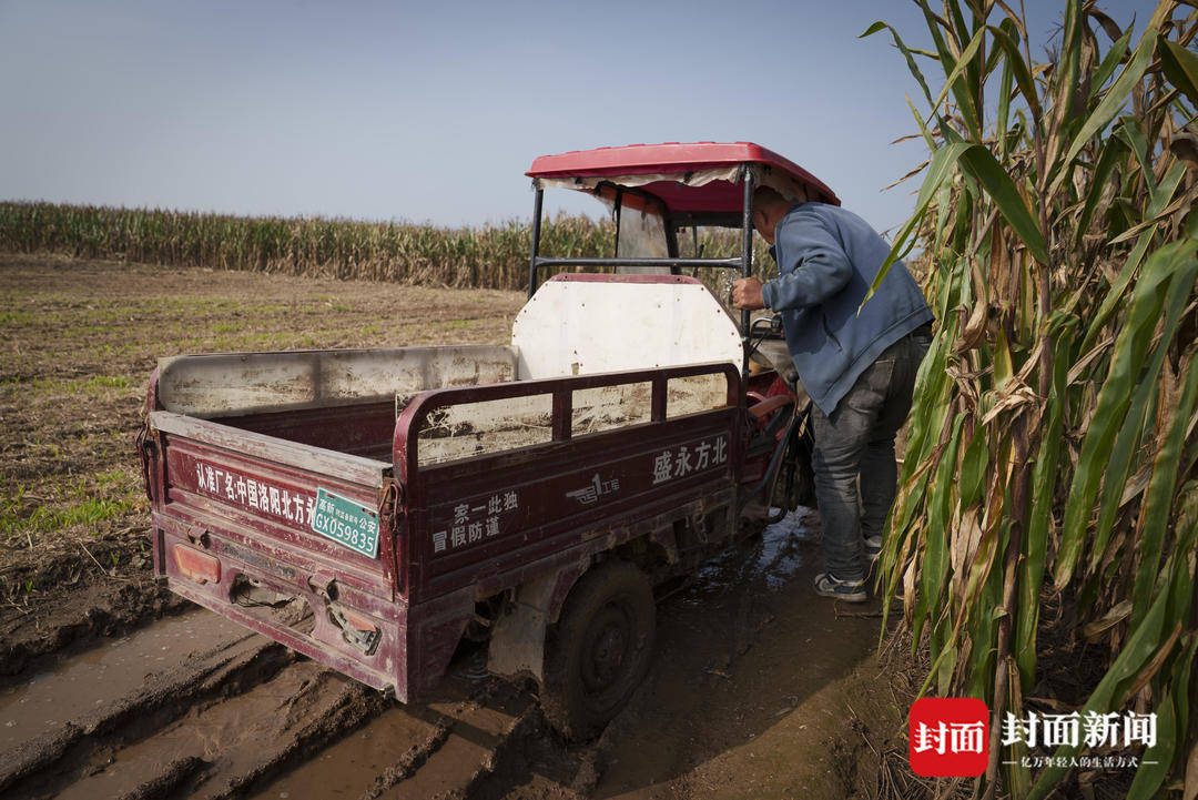破记录秋雨致玉米发芽霉变，河南焦作种植户泥泞中忙抢收｜图集