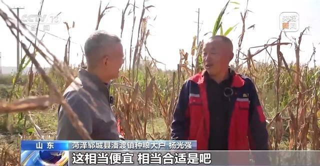 遭遇连阴雨如何保收？记者直击秋粮抢收一线