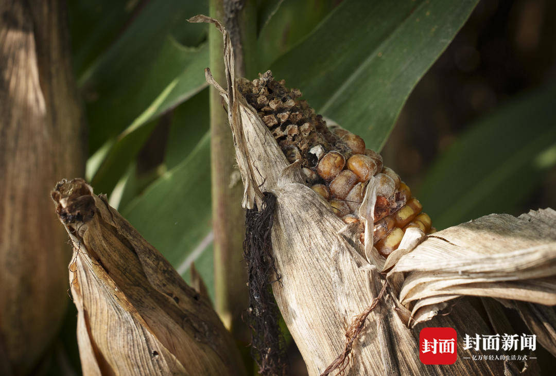破记录秋雨致玉米发芽霉变，河南焦作种植户泥泞中忙抢收｜图集