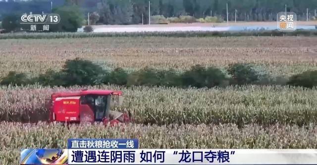 遭遇连阴雨如何保收？记者直击秋粮抢收一线
