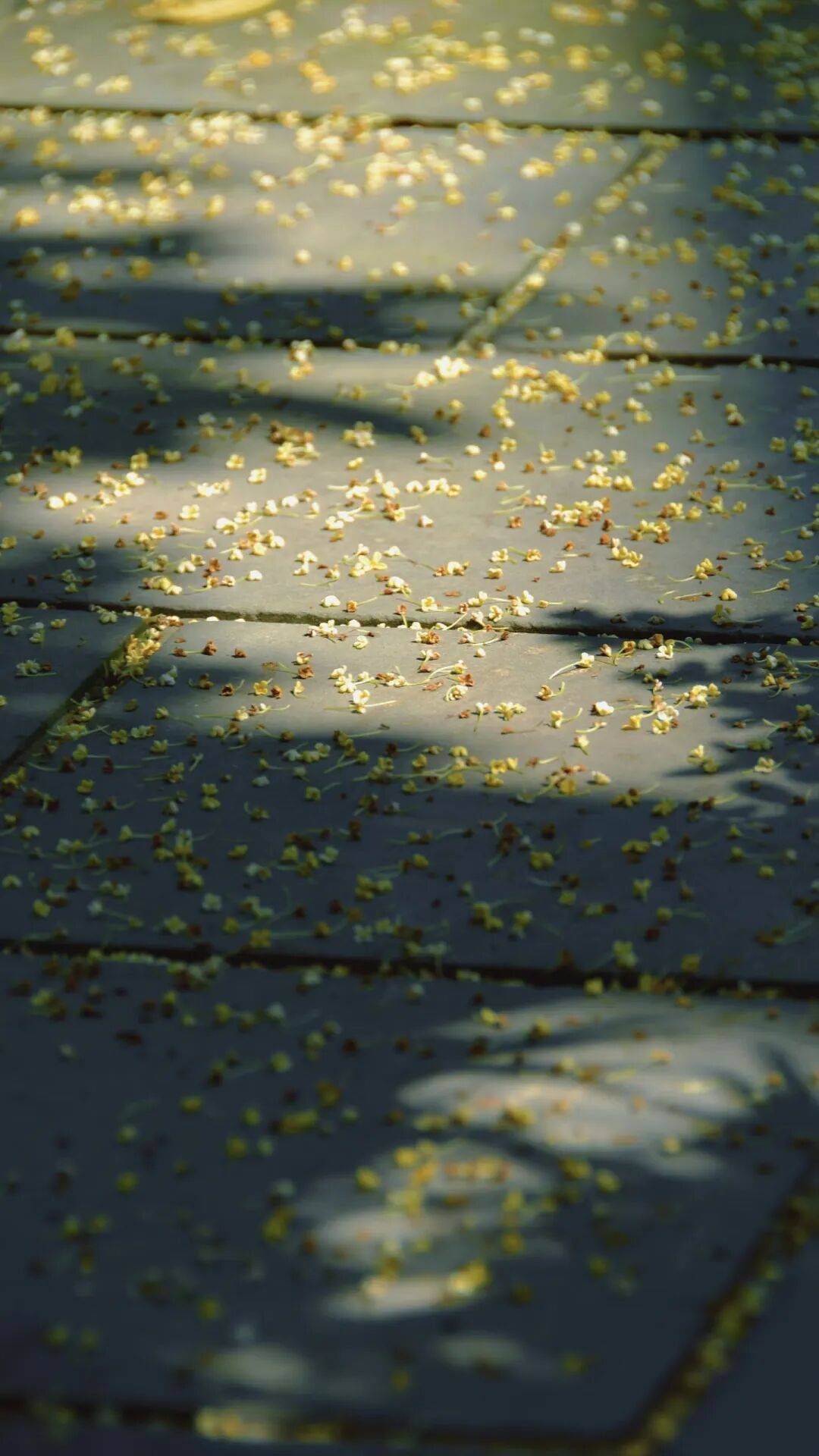 人闲桂花落,秋意自此浓