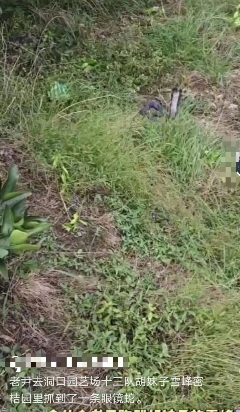 男子直播挖蛇被银环蛇咬伤，“嫌血清贵未注射自行离开医院失联”，当地组织10多人寻找