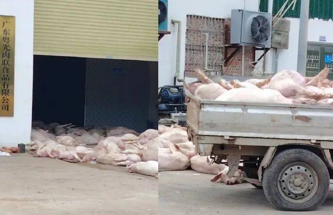 广东一肉联公司门口堆满死猪,官方通报:7人被公安控制,涉嫌非法处置死猪 广东一肉联公司门口堆满死猪,官方通报:7人被公安控制,涉嫌非法处置死猪