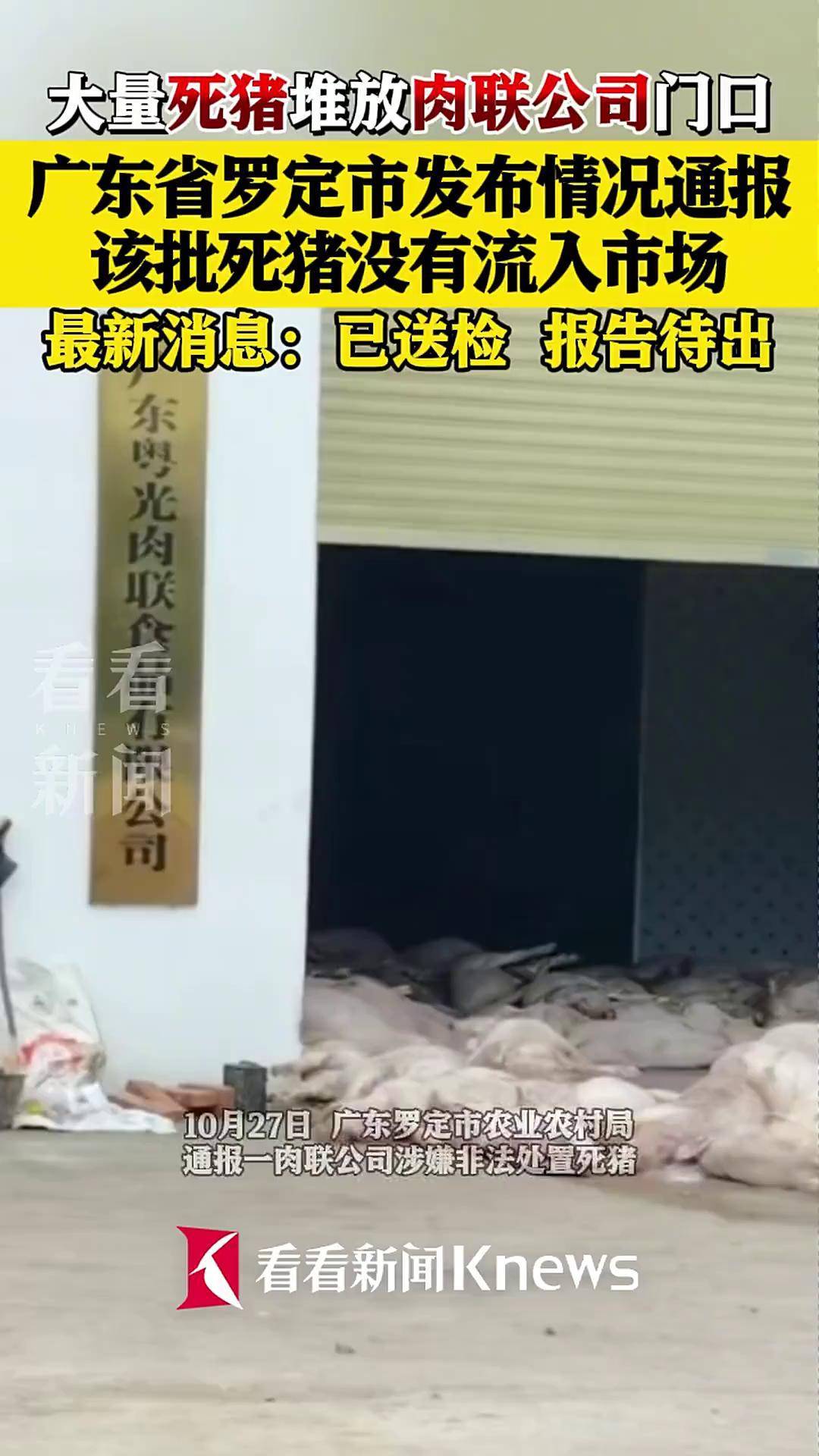 死猪送检 报告待出！广东罗定发布情况通报！