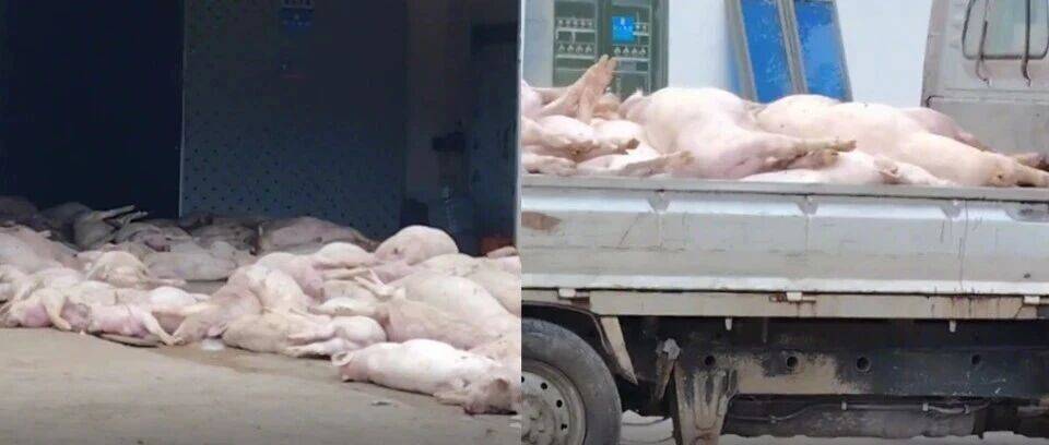 广东一食品企业门前堆放大量死猪？超过两百头？猪已无害化处理！7名涉案嫌疑人被控制…_罗定_部门_相关