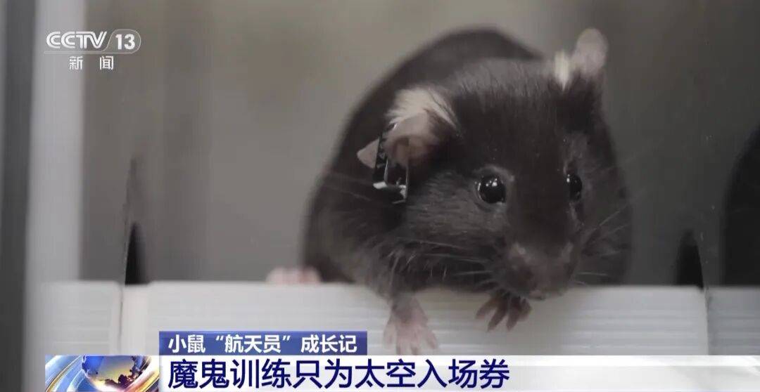 4 只小鼠“航天员”要上中国空间站,“魔鬼训练”画面曝光