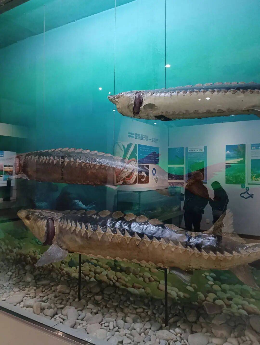 陆生动植物精品展区绿海龟国家一级保护动物标本展出位置1楼临展厅