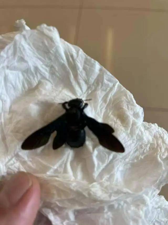 婆孙泳池边被毒虫咬伤，追责维权陷僵局；五星酒店：自然环境中蚊虫不可避免