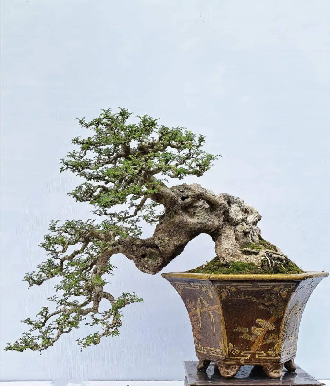 中国盆景五大流派:各有各的 "绝活儿",看完就懂为啥不一样!