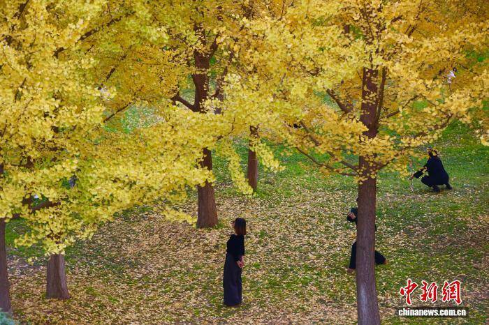 陕西西安:银杏林由绿转黄吸引市民游玩