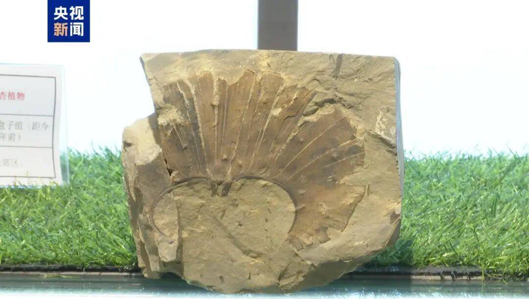 距今约2.8亿年！山西一地新发现