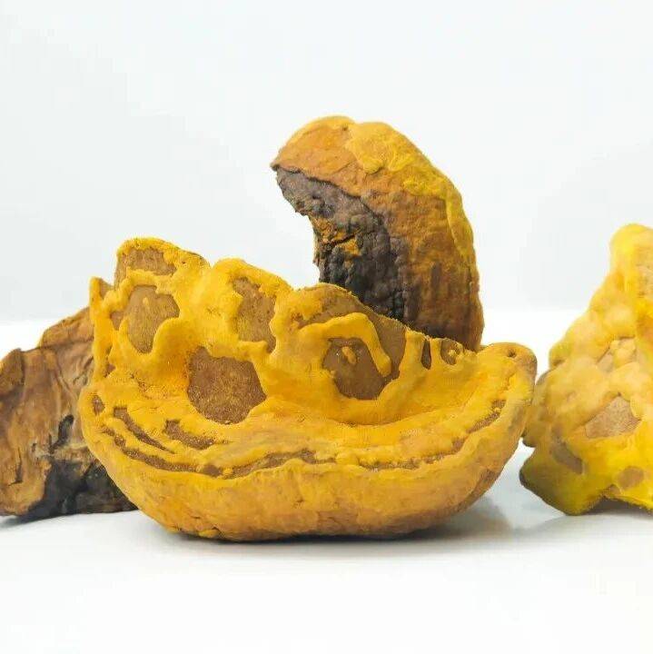 桑黄的八大神奇功效与作用_研究_真菌_免疫力