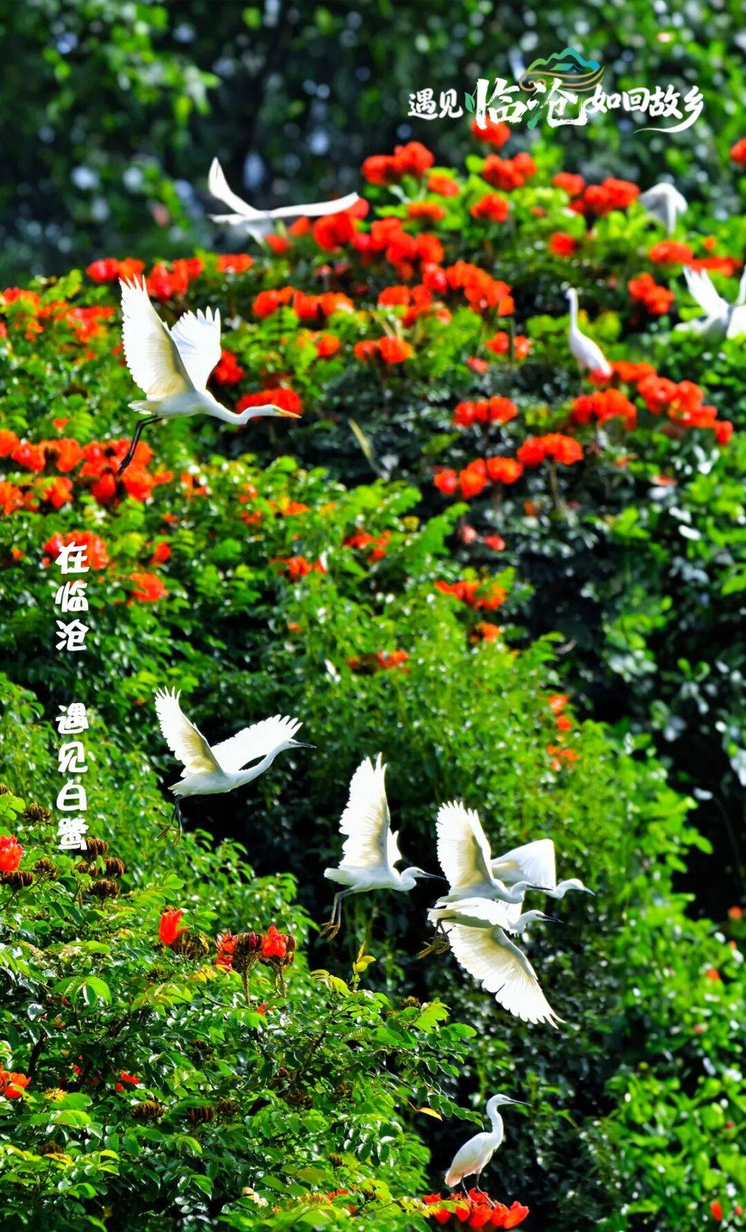 遇见临沧 如回故乡