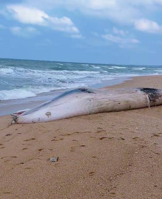 海南昌江一头鲸鱼在沙滩搁浅,体长12.2米,当地:发现时已经死亡