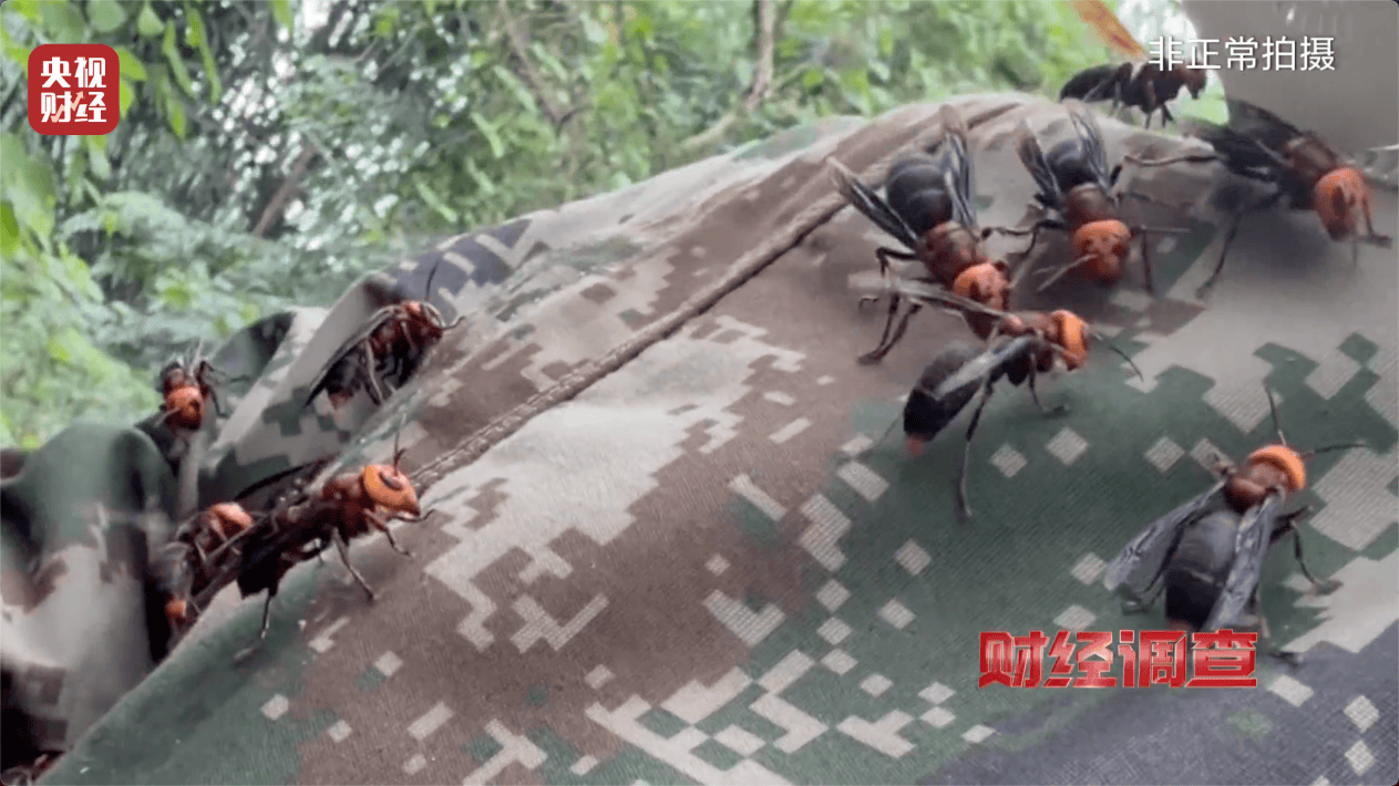 “杀人蜂”散养山头,无序滥养亟待监管,总台《财经调查》曝光→ “杀人蜂”散养山头,无序滥养亟待监管,总台《财经调查》曝光→