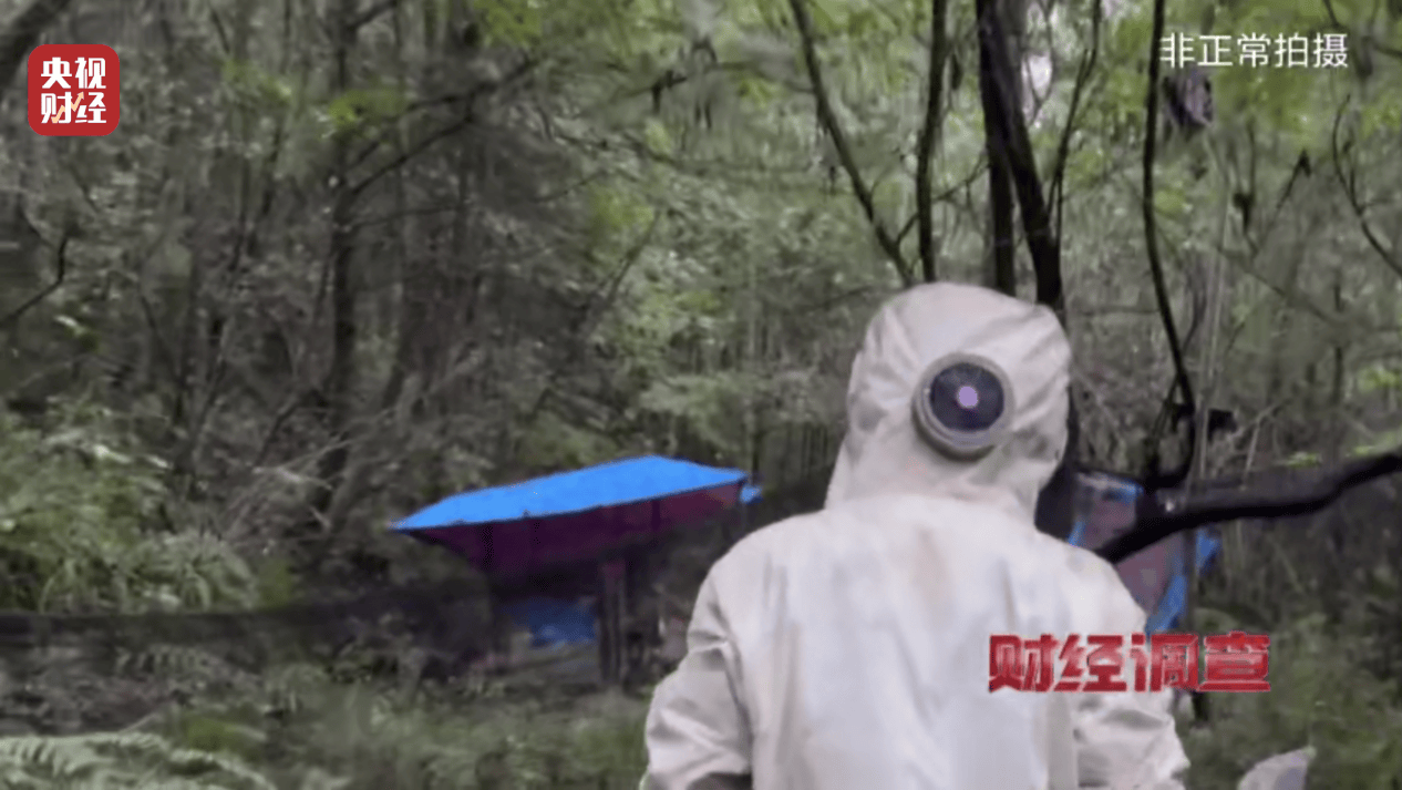 “杀人蜂”散养山头,无序滥养亟待监管,总台《财经调查》曝光→ “杀人蜂”散养山头,无序滥养亟待监管,总台《财经调查》曝光→