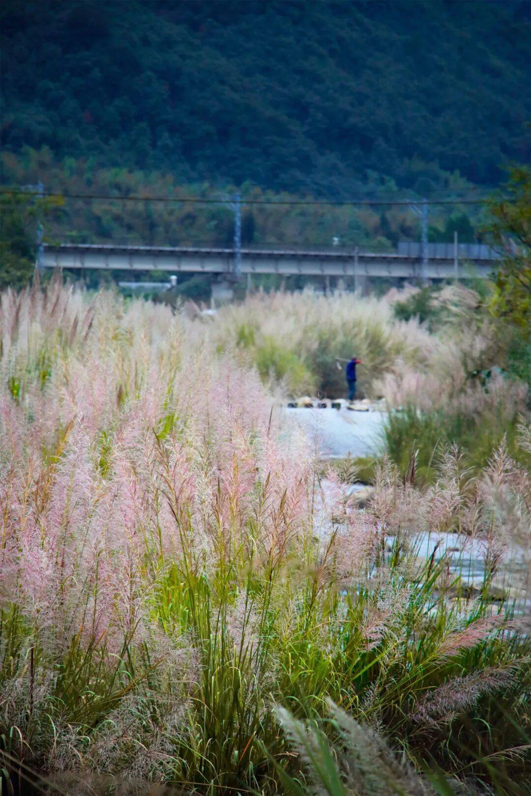 临海这些芦苇花海美到犯规