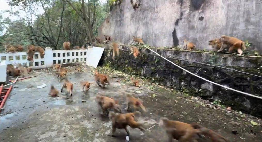 贵阳黔灵山猴群突然蜂拥下山,网友称被吓得汗毛直立,园方回应