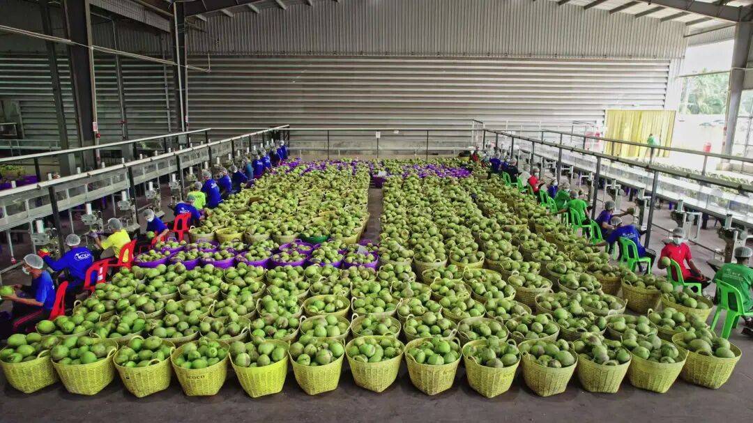 椰子水之外,大公司争夺40亿元生椰市场 椰子水之外,大公司争夺40亿元生椰市场