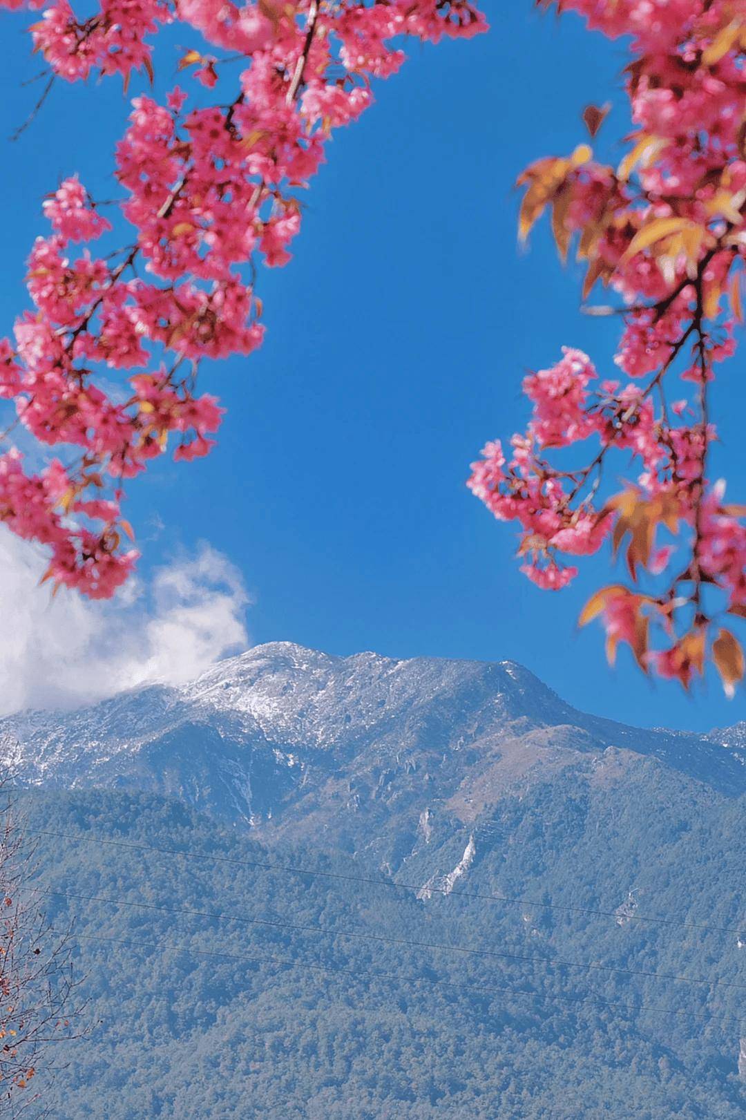大理_洱海_粉色