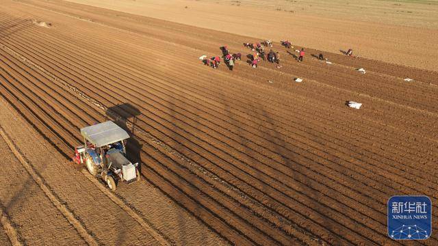 “大雪”将至农事忙