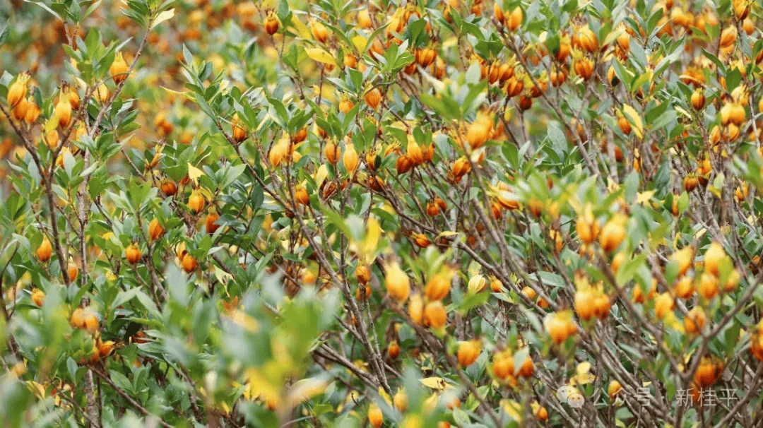 桂平麻垌镇 黄栀子大丰收!