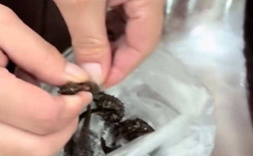 泡了十余年“药酒”里的海马竟是塑料？男子：父亲当年花数千元购买