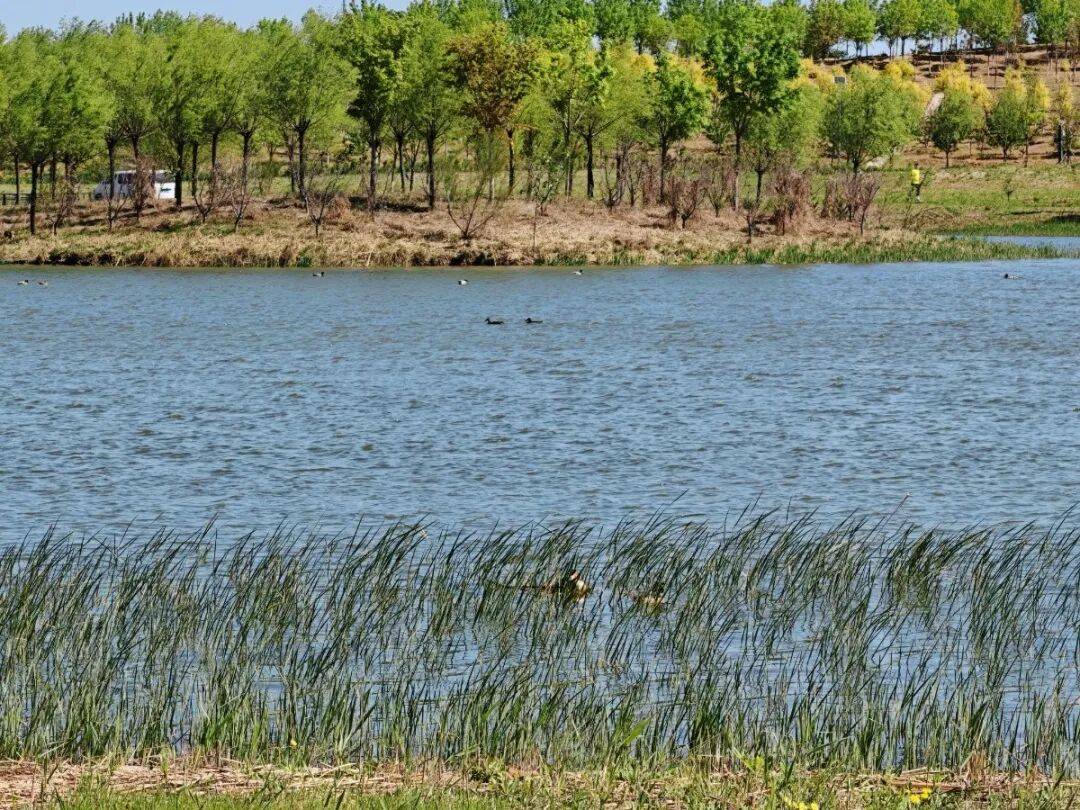 副中心这处水景大公园已开放,遛弯打卡超惬意!