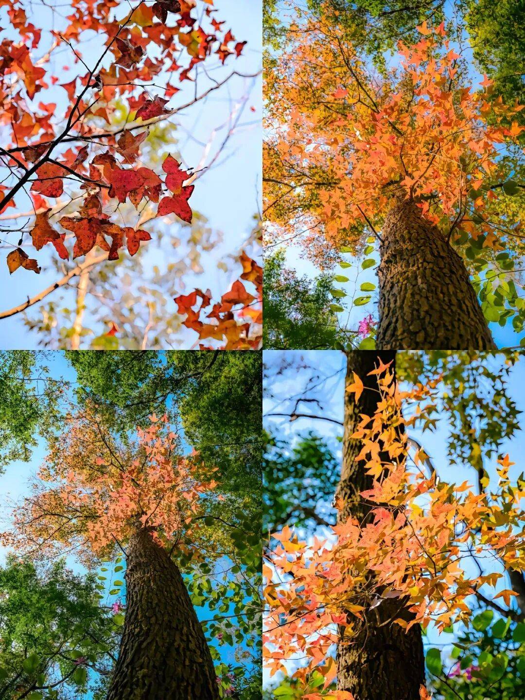 顺着登山古道拾级而上枫树林