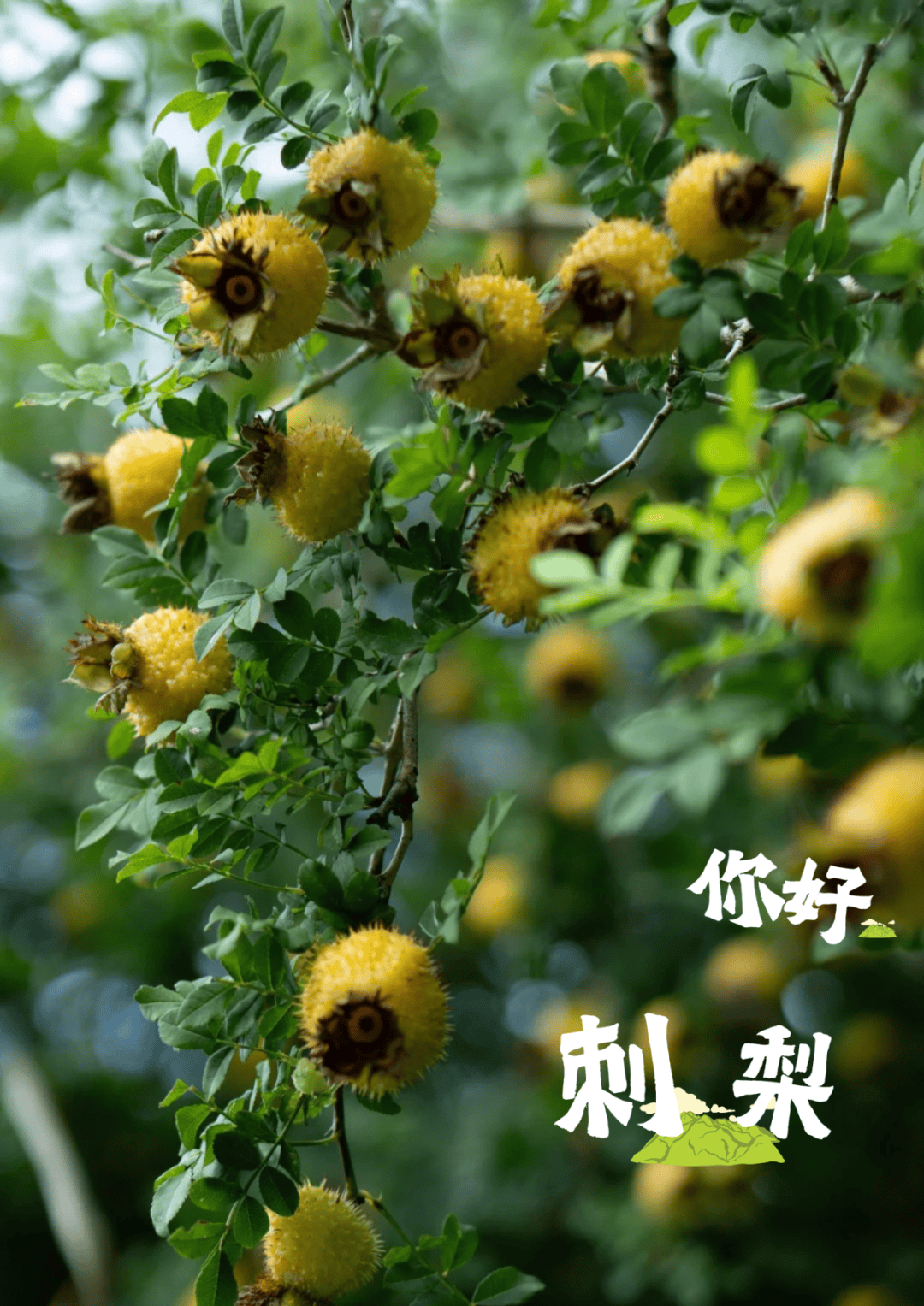 来滇特色丨刺梨:从养颜到养身,这个野生刺头被低估了_保护_橙子_营养