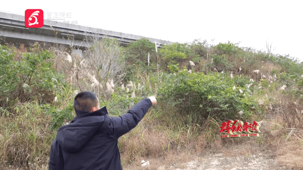 拿下法拍土地却被迫荒废近十年:男子直呼"买个母鸡不下蛋"(图3)