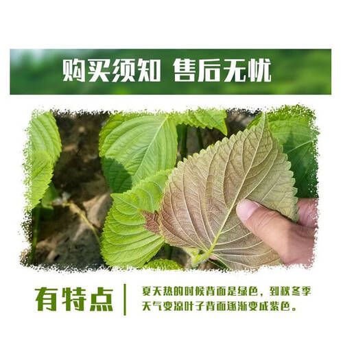 享受健康生活,从一片苏子叶开始!_良知_美味_沙拉
