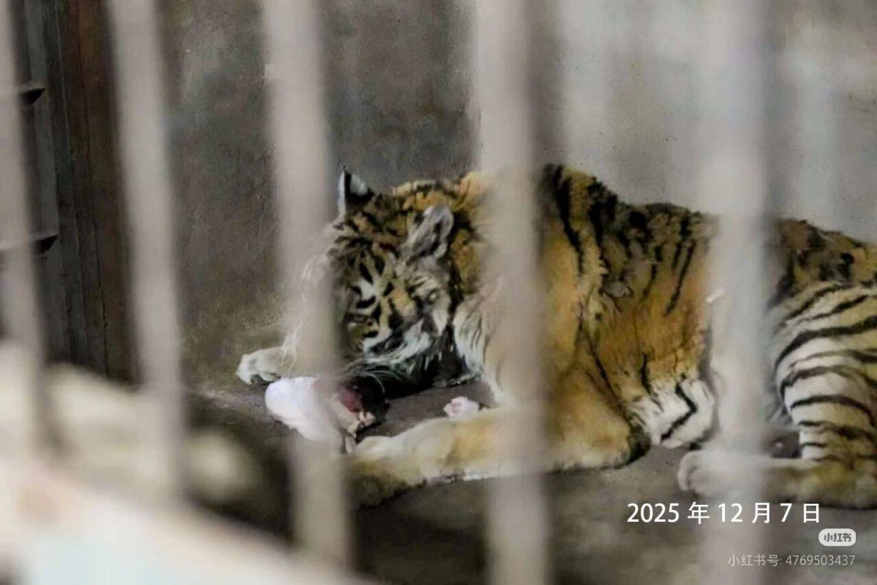 网友拍摄光合谷唯一老虎瘦骨嶙峋,官方紧急回应
