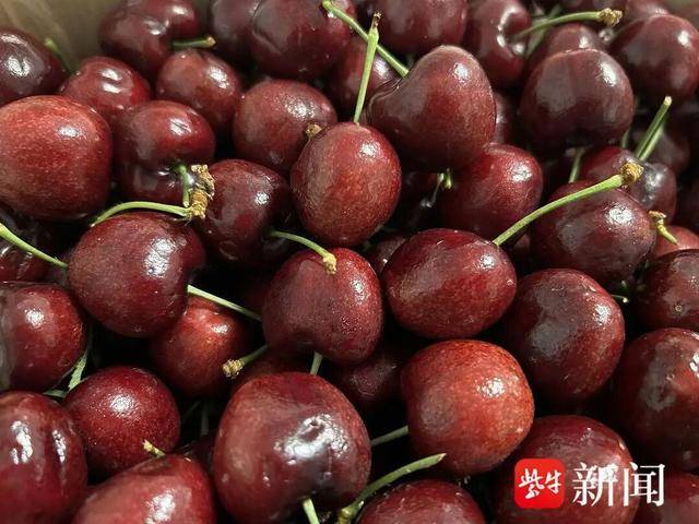 车厘子球速体育- 球速体育官方网站- APP下载价格暴跌：降至每斤20元以下