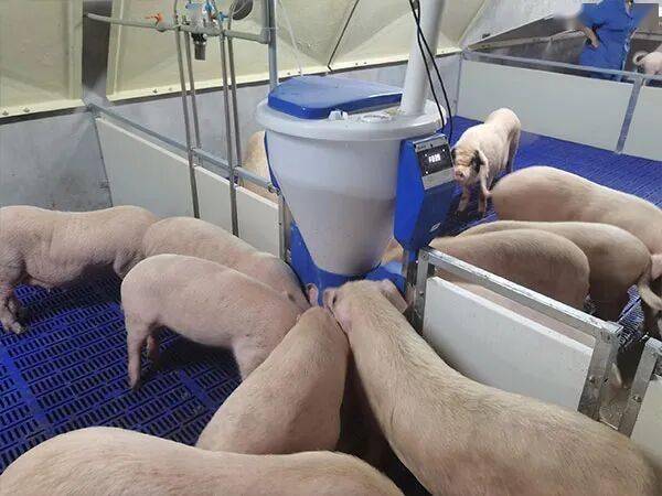 同样是养猪,为什么国外猪场能做到 "无人值守",国内却还在拼人力?