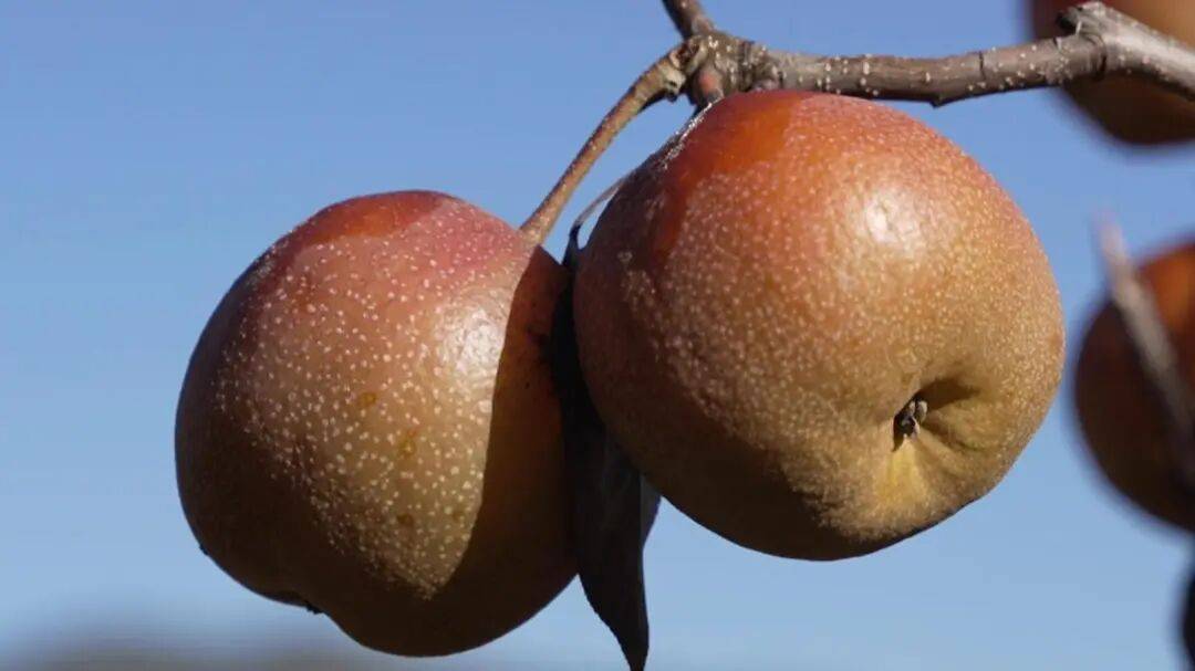 麦地湾梨"变形记":从田间鲜果到舌尖佳酿,小梨子撬动大产业