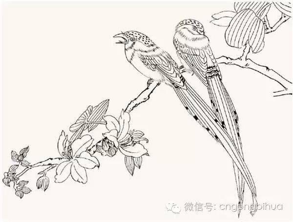 工笔禽鸟画：工笔红嘴蓝雀的绘画步骤教程