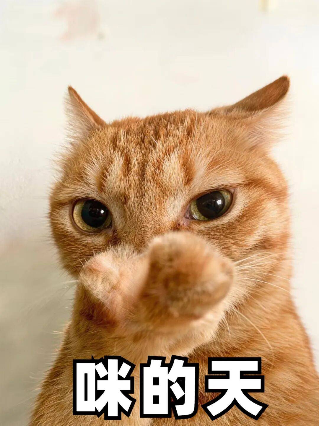 别梦共约赏梅定格马年的第一帧梦幻记忆好吗共同漫步银树花海中让笑