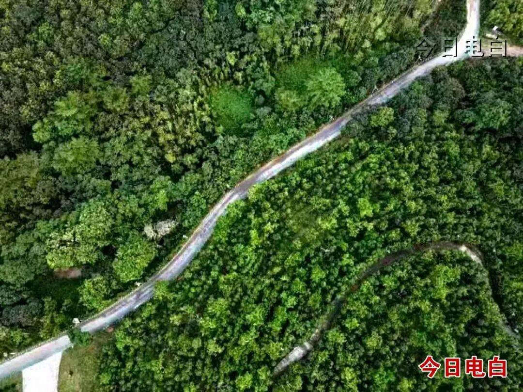 广货行天下博鱼体育- 博鱼体育官方网站- 最新网址丨电白沉香：以国资为基、以品牌为翼让岭南香韵遍九州