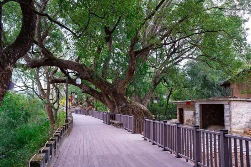 汀江的故事在千年古树下“开枝散叶”_官庄畲族乡_蓝秀英_步道