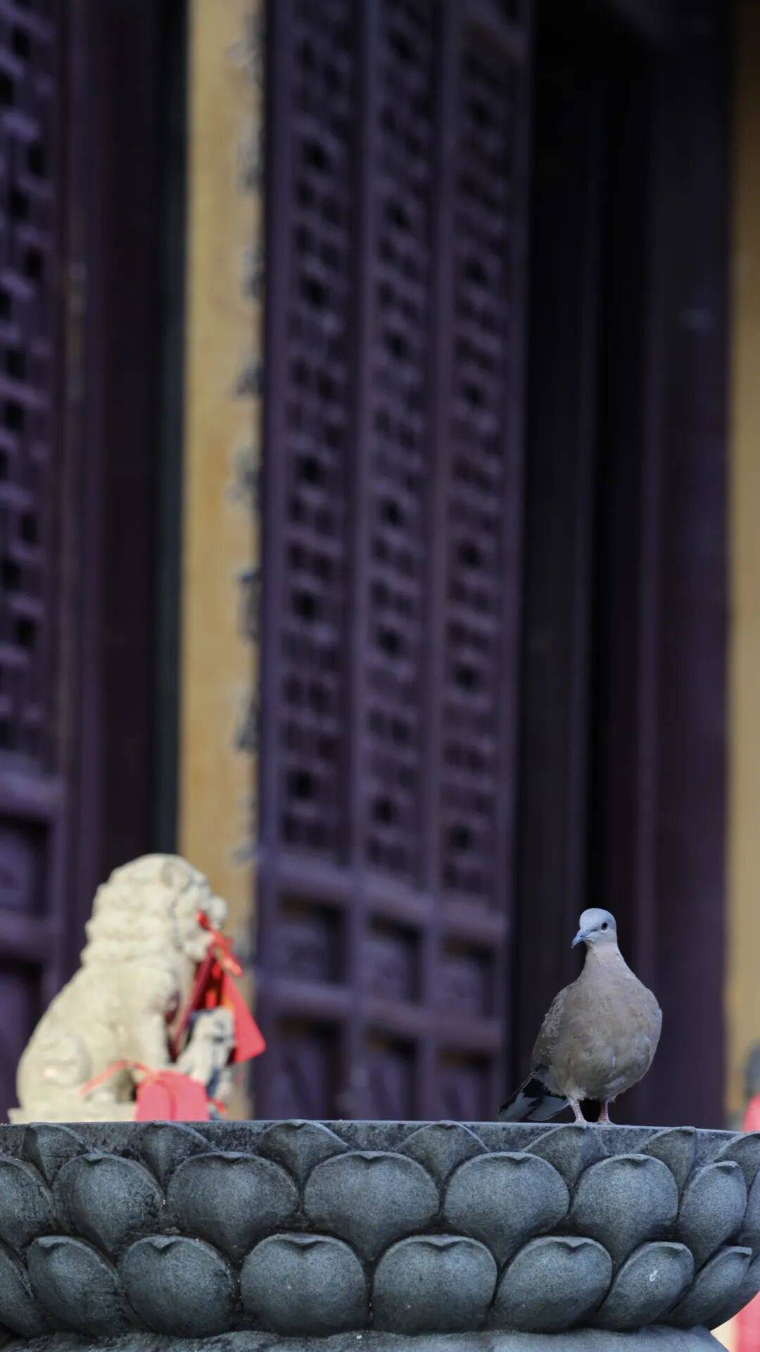 跟着镜头看寺院|古刹幽,心自宁_万物_于塔庙_斯有何