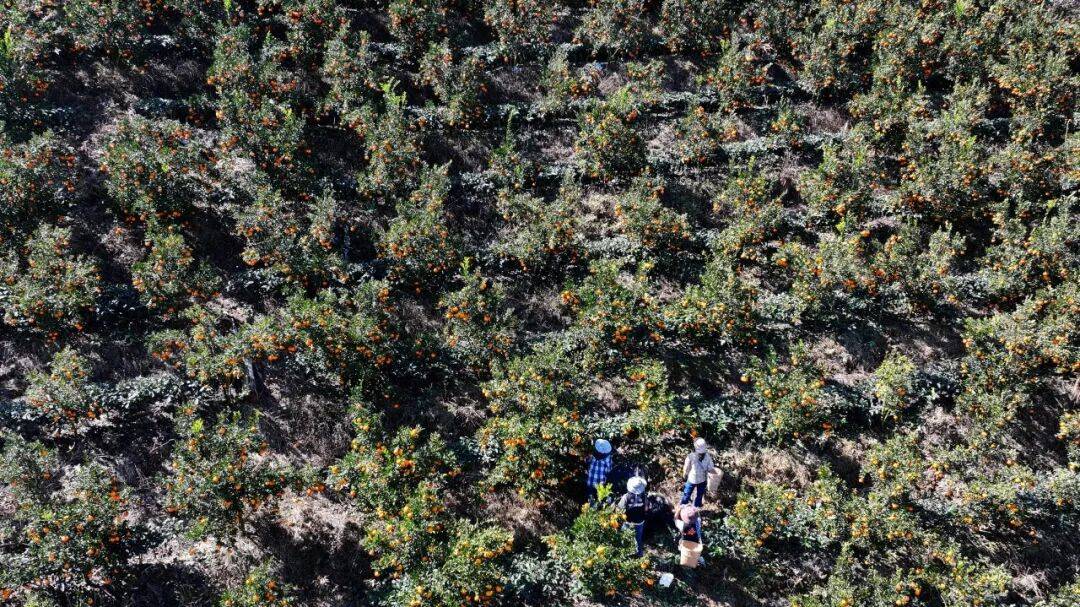 橘香满山迎丰收 果农丰收采摘忙