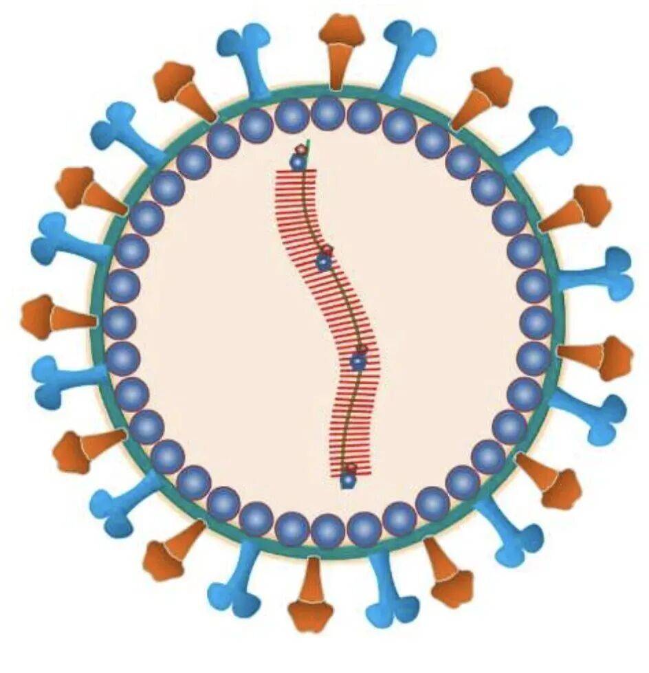 上海疾控：尼帕病毒在我国形成传播的风险较低，个人防护做好三点